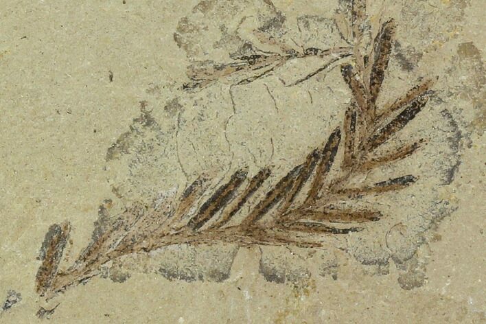 Metasequoia (Metasequoia) Fossil - Montana #110857
